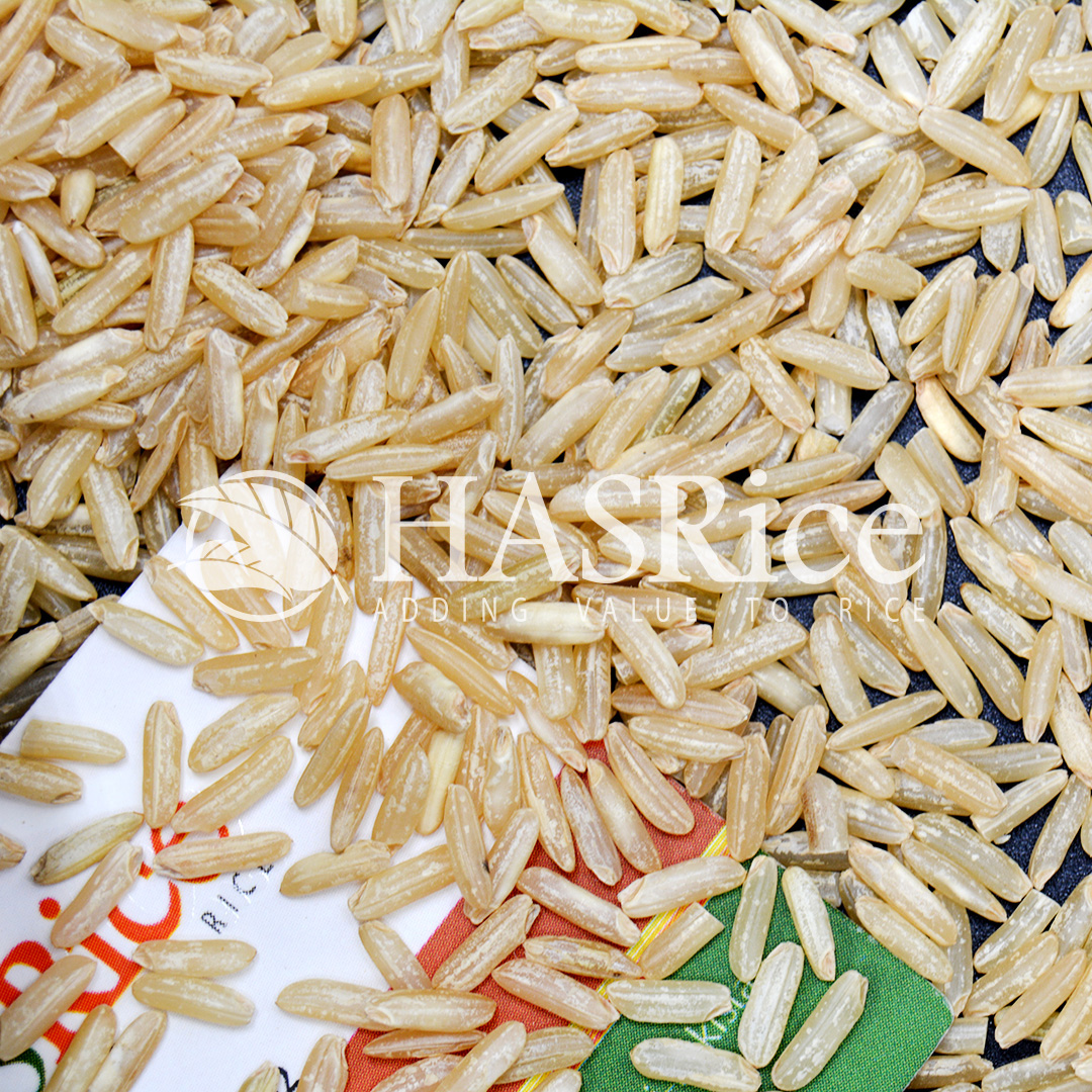 IRRI-6 brown rice grain (husked, bran intact) (close-up 5 of 9)