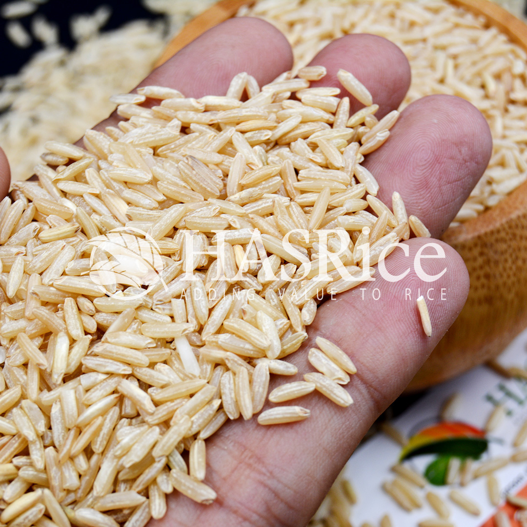 IRRI-6 brown rice grain (husked, bran intact) (close-up 7 of 9)
