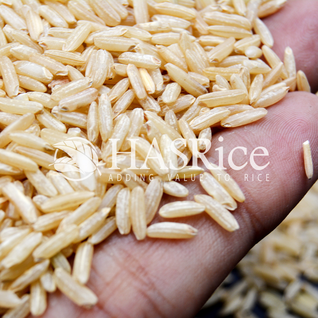 IRRI-6 brown rice grain (husked, bran intact) (close-up 8 of 9)