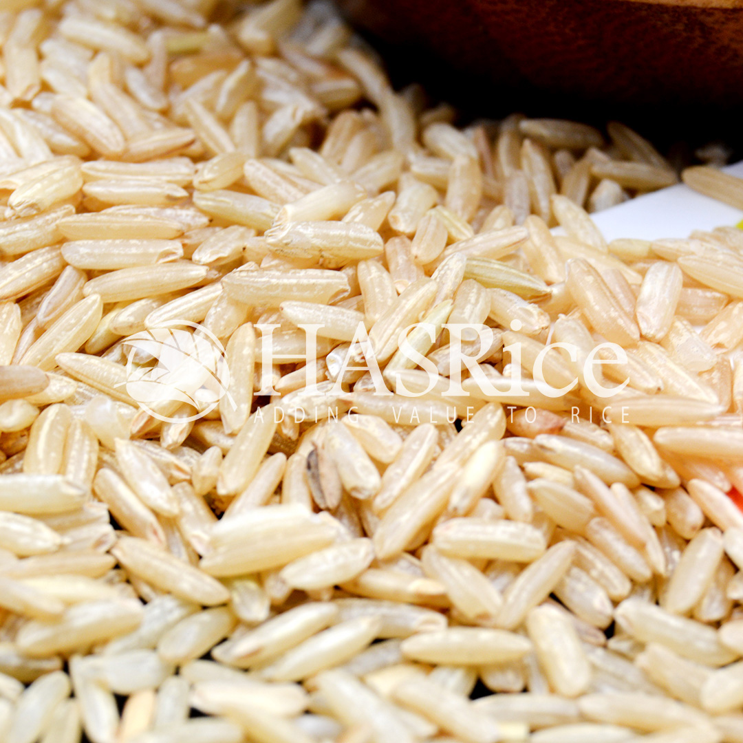 IRRI-6 brown rice grain (husked, bran intact) (close-up 9 of 9)